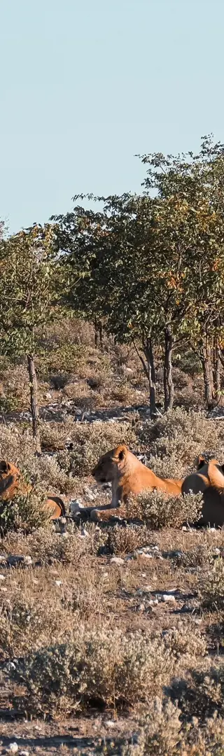 Grosses Löwenrudel im Etosha